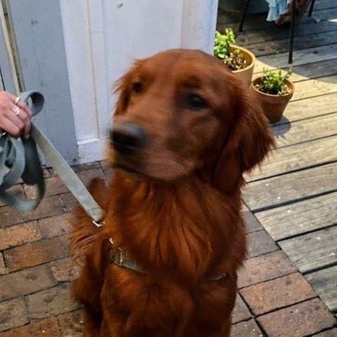 A red golden retriever on a leash on a brick patio.